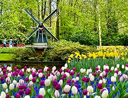 Keukenhof