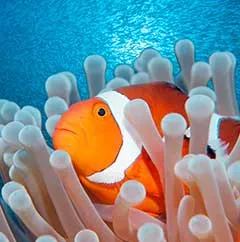 aquariumkish