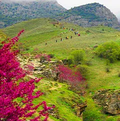 arghavan