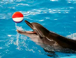 dolphinkish