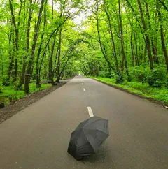 jungelgisoomrasht