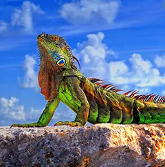 khazandegankish