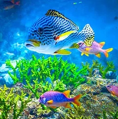 qeshmaquarium