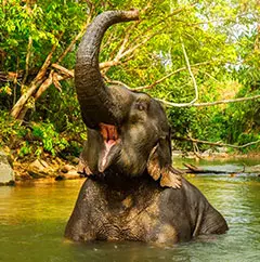 shelterphuketelephant