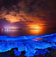 vaadhoo